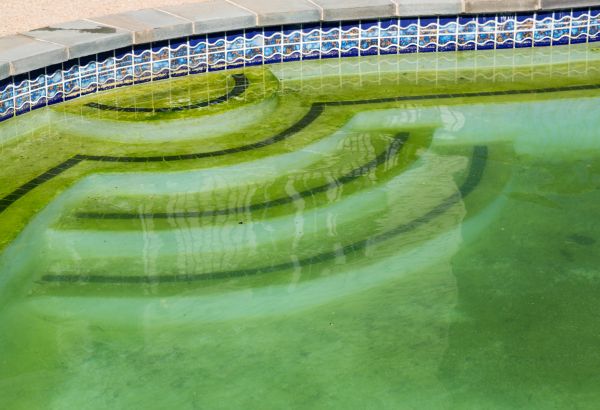 Pool Deck Algae Removal in Charleston